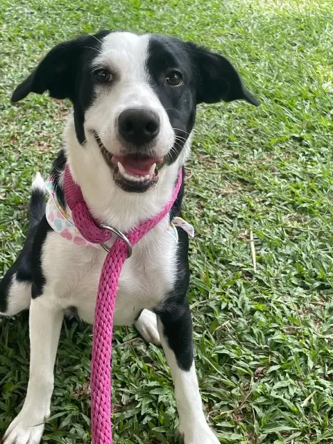 chienne lost   66240 Saint-Estève Nala