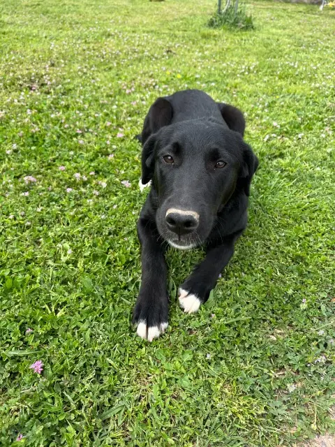 chienne lost   66680 Canohès Nessie