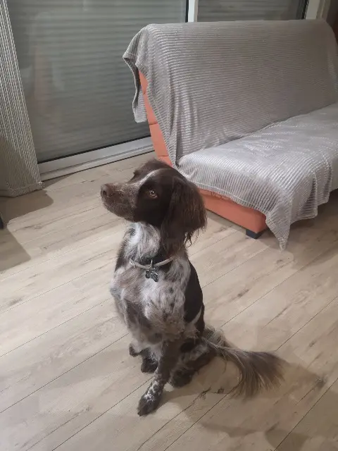 chienne lost   66320 Vinça Noisette