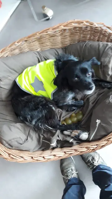 chienne lost   66140 Canet-en-Roussillon Ollie