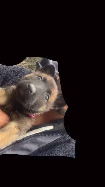 chienne lost   66300 Camélas Pas de nom