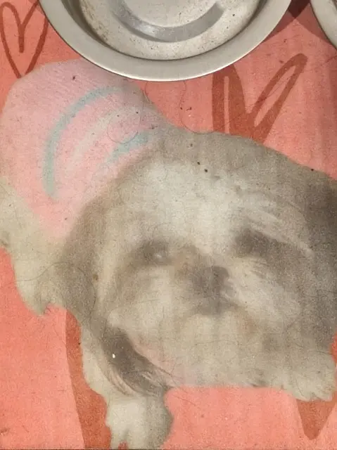 chienne lost    Perpignan Jessy