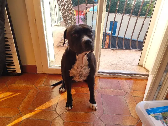 chienne lost    Perpignan Ninastarr