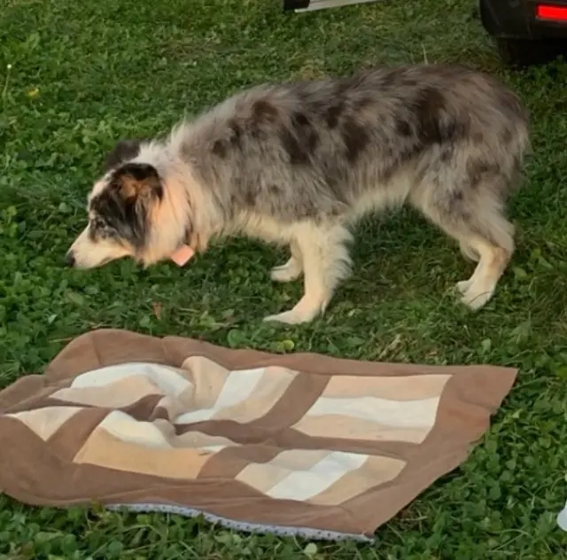 dog lost   66800 Llo Pindie