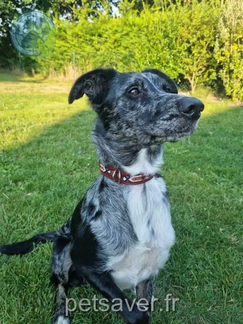chienne lost   66370 Pézilla-la-Rivière Ponyo