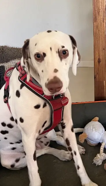 chienne lost   66330 Cabestany Swan