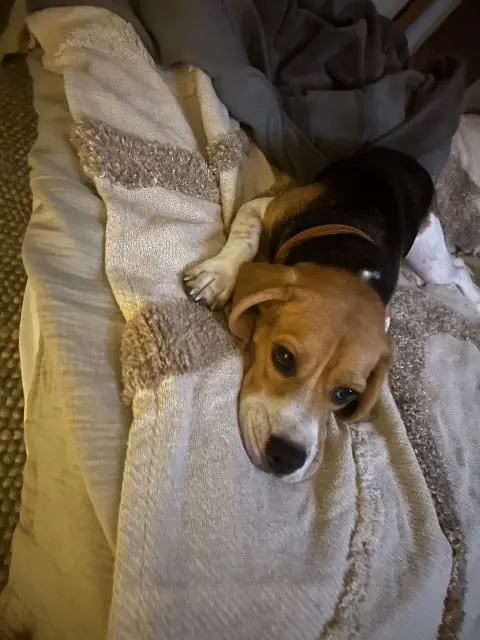 chienne lost   66540 Baho Uby