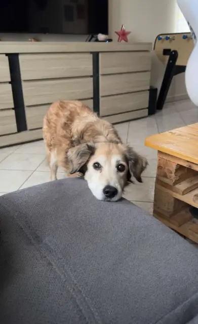 chienne lost   67390 Schwobsheim Baika