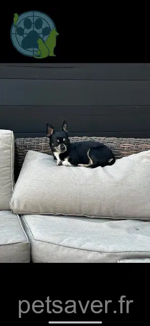 chienne lost   67118 Geispolsheim Fifi