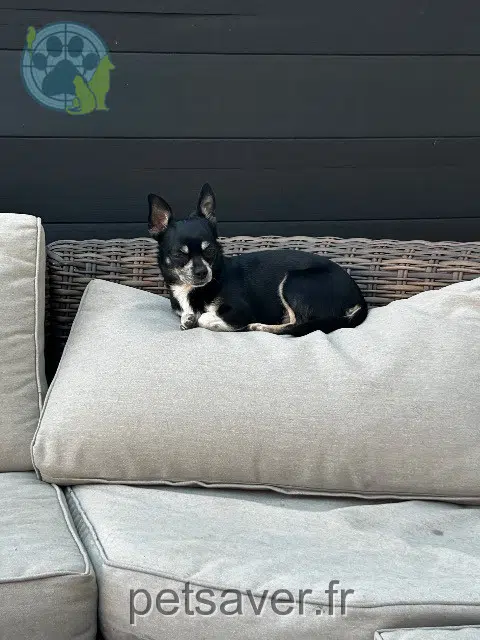 chienne lost   67118 Geispolsheim Fifi