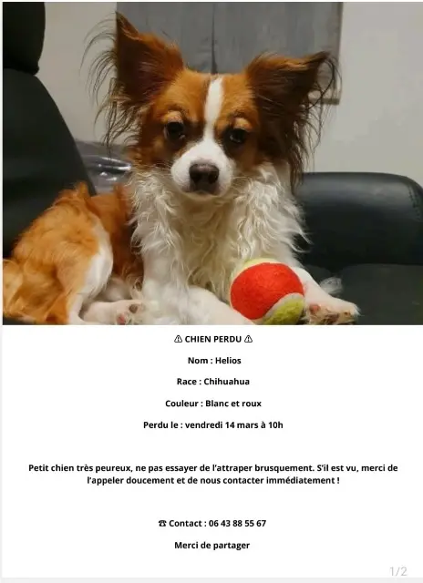 chienne lost   67270 Melsheim Helios