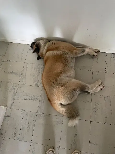 chienne lost   67290 La Petite-Pierre Kala