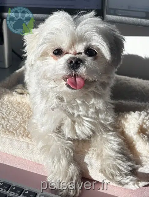 Snoopy