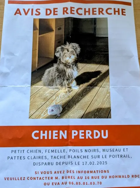 chienne lost    Strasbourg Tyson