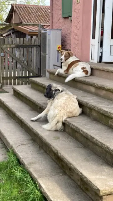 chienne lost   67310 Cosswiller Zelda