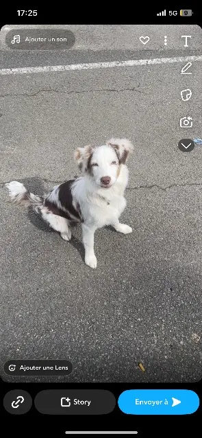 chienne lost   68000 Colmar Alaska