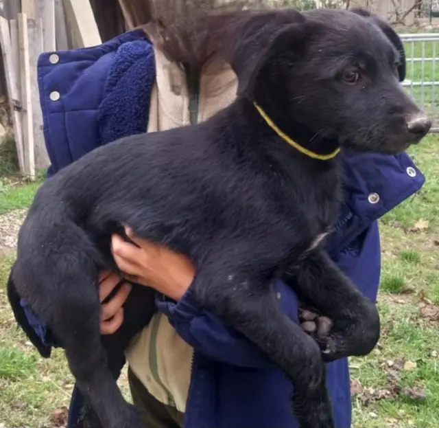 chienne lost   68300 Saint-Louis Aupale