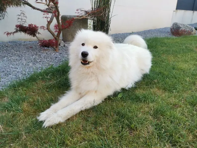 chienne lost   68350 Brunstatt-Didenheim Pixie