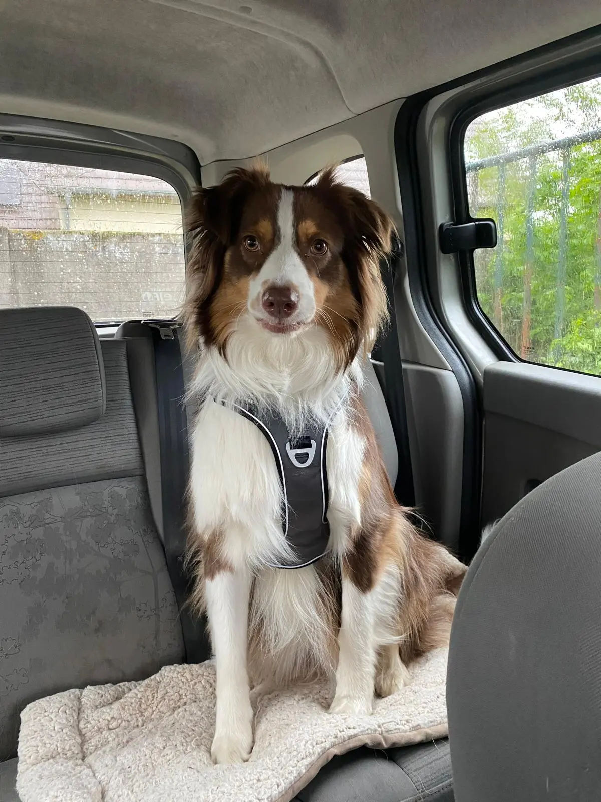 Chienne Perdue 68 Haut-Rhin Chienne Perdue 68 Haut-Rhin