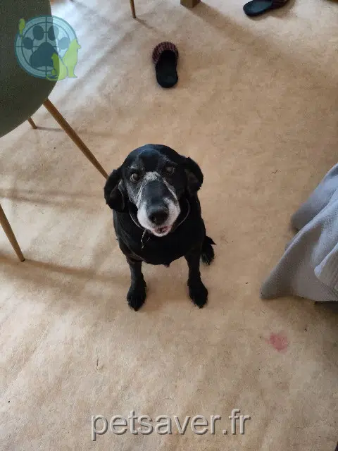 perra lost   68260 Kingersheim Galine
