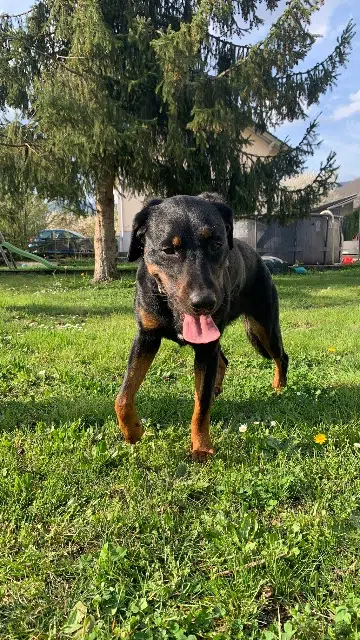 chienne lost   68550 Malmerspach Izzy