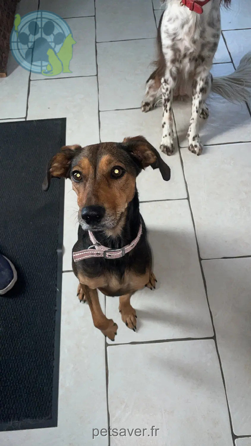 dog lost D 4bis 68190 Raedersheim Judy dog lost D 4bis 68190 Raedersheim Judy