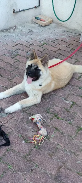chienne lost   68140 Griesbach-au-Val LAIKA