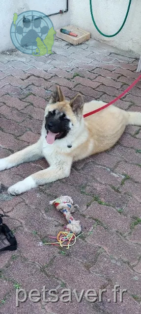 chienne perdue 68140 Griesbach-au-Val LAIKA chienne lost 68140 Griesbach-au-Val LAIKA