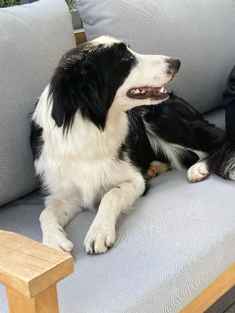 chienne lost   68740 Blodelsheim Laika