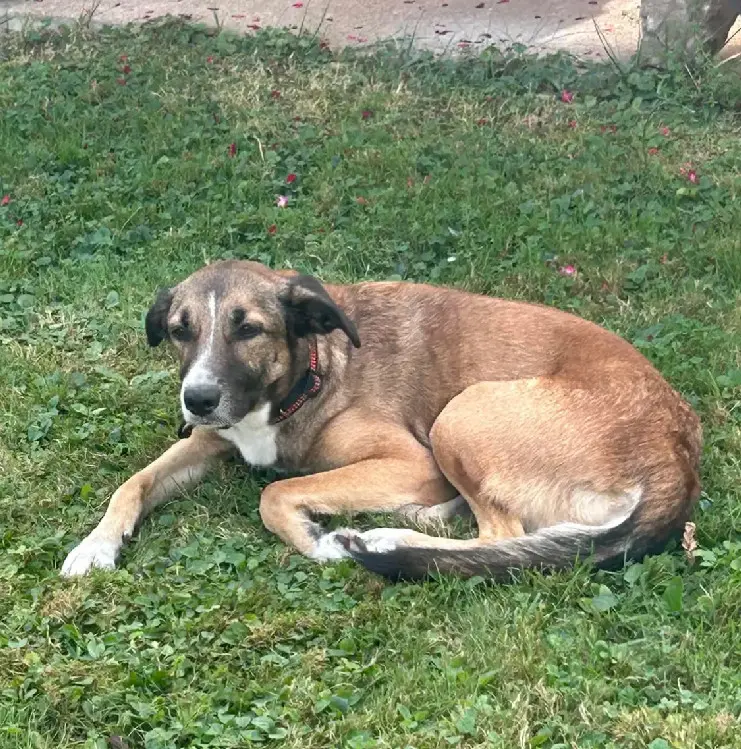 Chienne Perdue 68 Haut-Rhin - Luna Chienne Perdue 68 Haut-Rhin - Luna