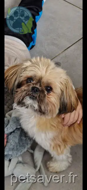 cadela lost   68270 Wittenheim Mia