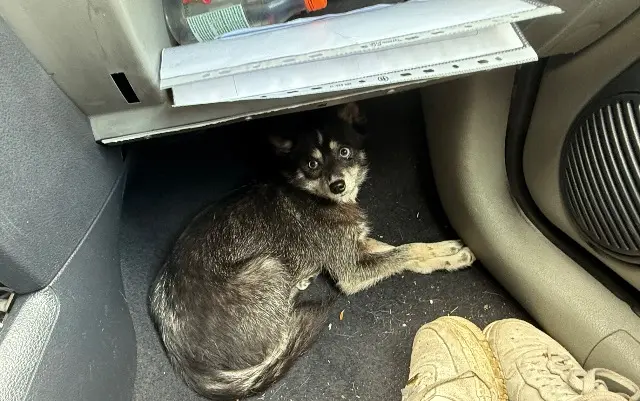 chienne lost    Mulhouse Tinkas