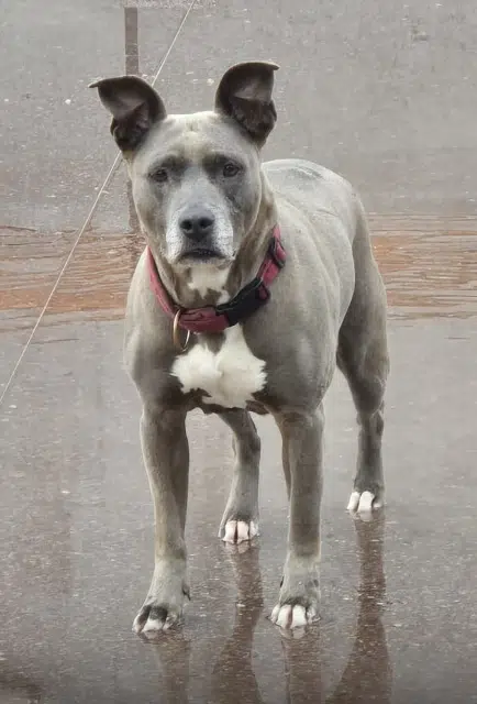 chienne lost   68920 Wintzenheim Nala