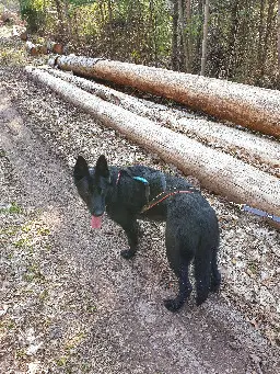 Chienne Perdue 68 Haut-Rhin - Negan Chienne Perdue 68 Haut-Rhin - Negan