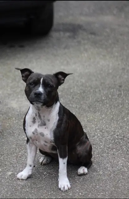 chienne lost   68510 Sierentz Nunki