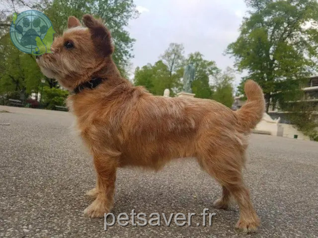 cadela perdida 68360 Soultz-Haut-Rhin Oddys cadela lost 68360 Soultz-Haut-Rhin Oddys