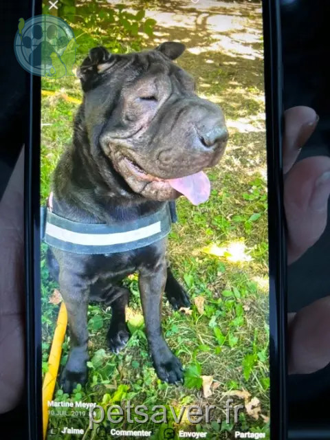 dog lost 68000 Colmar One dog lost 68000 Colmar One