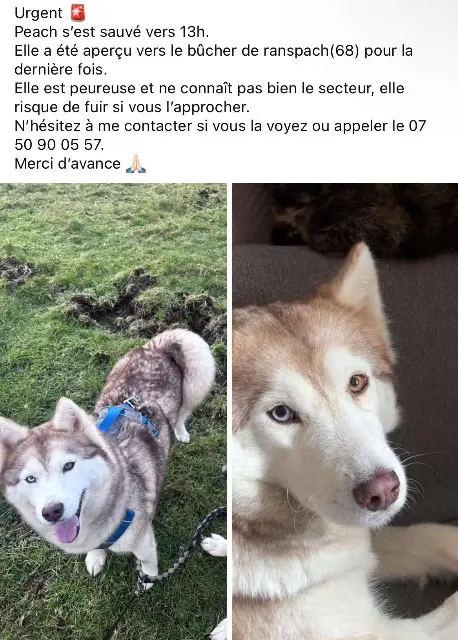 chienne lost   68470 Ranspach Peach