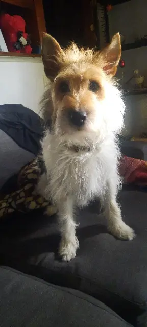 chienne lost   68740 Balgau Praline