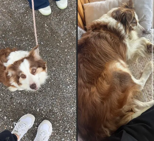chienne lost   68127 Sainte-Croix-en-Plaine Romie