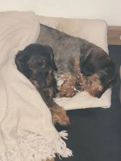 chienne lost   68360 Soultz-Haut-Rhin Ruby