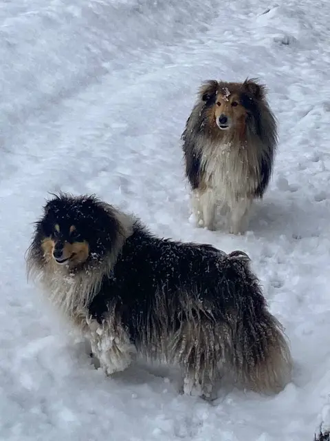 chienne lost   69510 Rontalon Icare et Owen