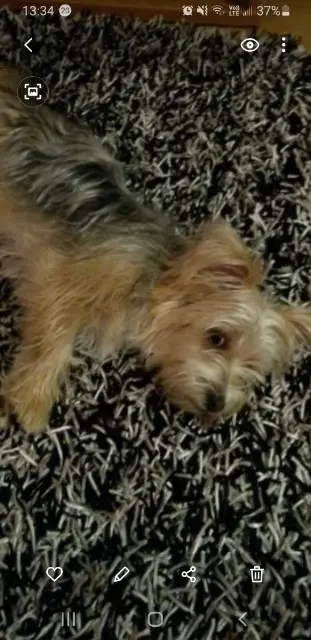 chienne lost   69620 Le Breuil LOULA