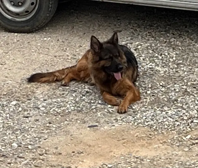 chienne lost   69420 Condrieu Ruby
