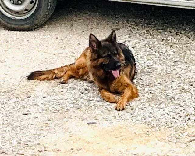 chienne lost   69420 Condrieu Ruby