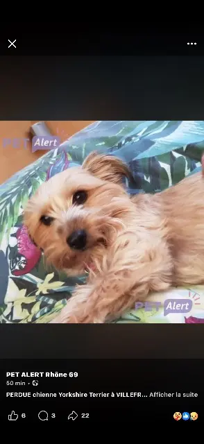 chienne lost   69400 Villefranche-sur-Saône Ruby