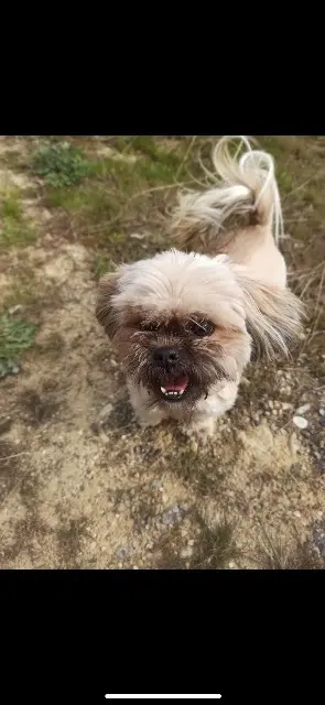 chienne lost   69350 La Mulatière Aby