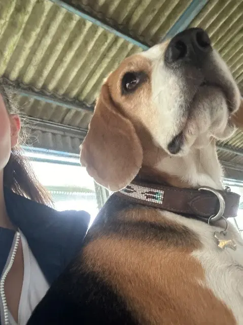 chienne lost   69250 Fleurieu-sur-Saône Gigi