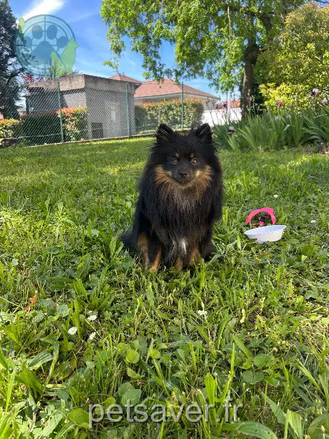 chienne lost    Lyon Aria