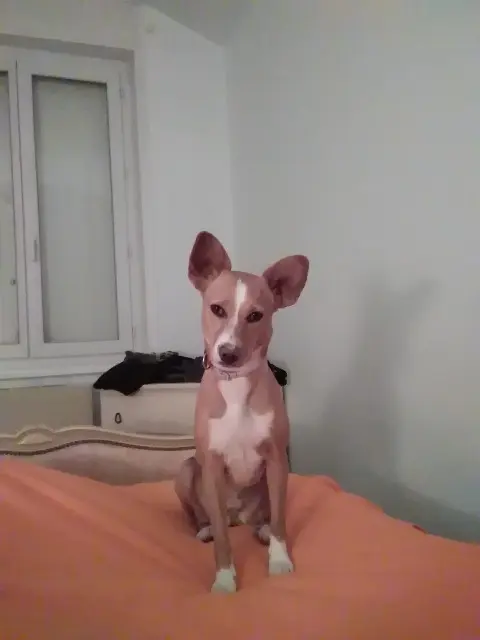chienne lost    Lyon Ariel